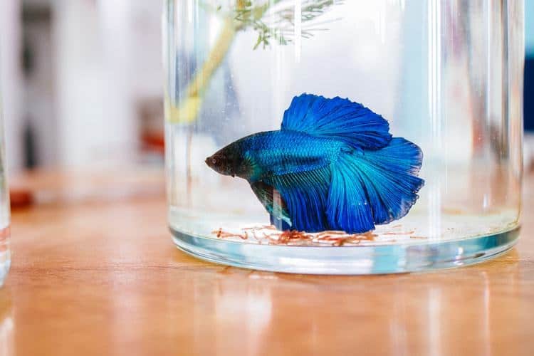 Best Betta Fish Tank