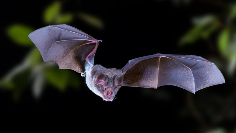 BAT Removal