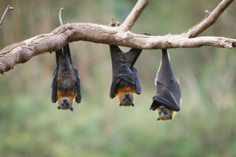 Bat Removal