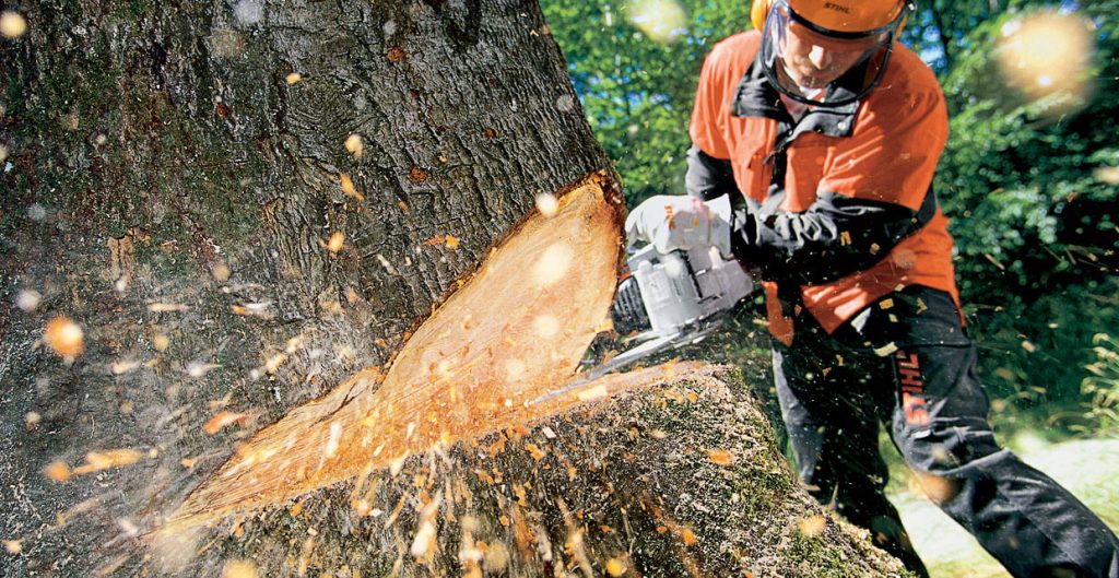 Tree Removal